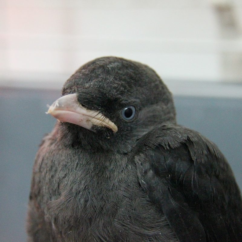 Oiseaux, creaves de perwez centre de revalidation de la grange sauvage