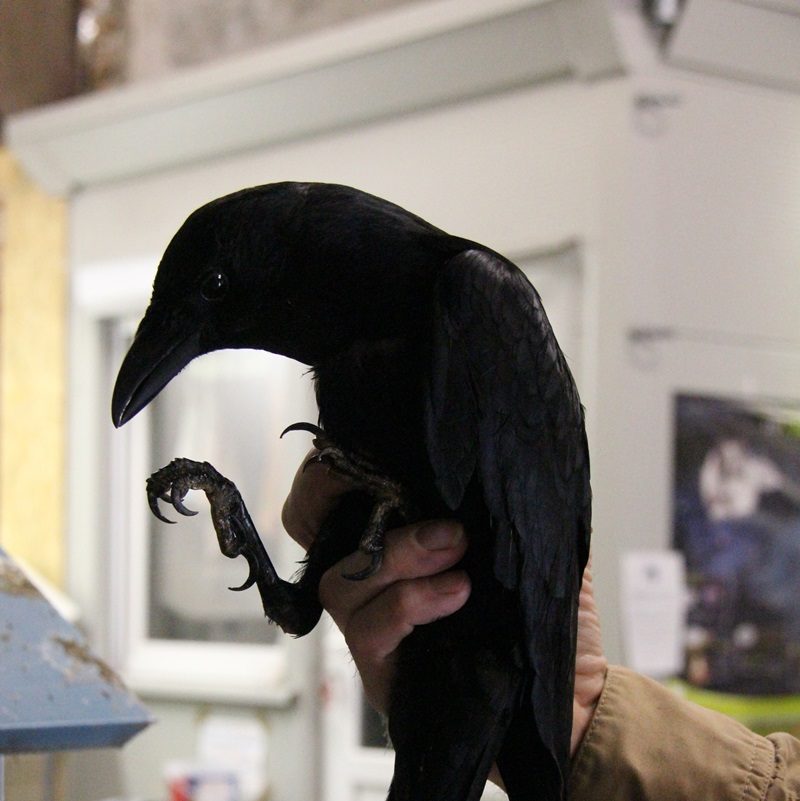 corvidé tenu par un bénévole